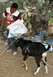 Calito training with a goat for a bullfighting career